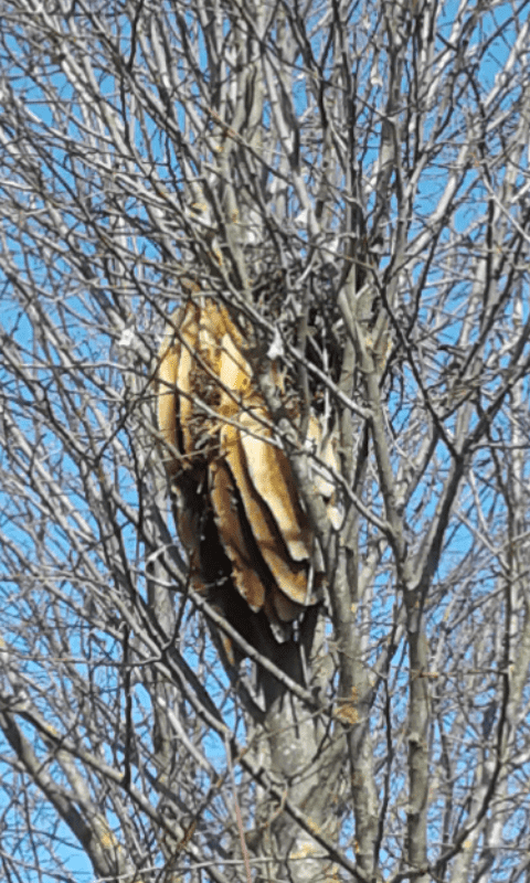 Alveare di Apis mellifera
